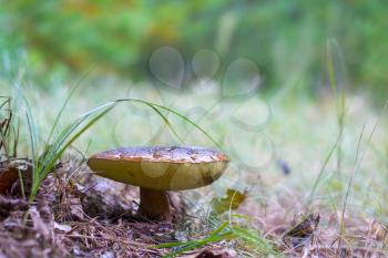 Old cep mushroom growing in forest. Boletus grow in wood. Beautiful edible autumn big raw bolete
