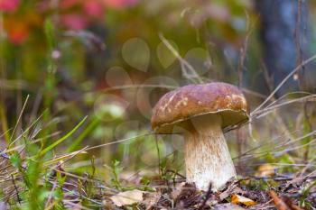 Big white mushroom grows in forest. Big boletus grow in needles wood