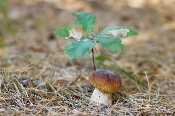 Cep mushroom growing under oak tree. Boletus grow in wood. Beautiful edible autumn big raw bolete
