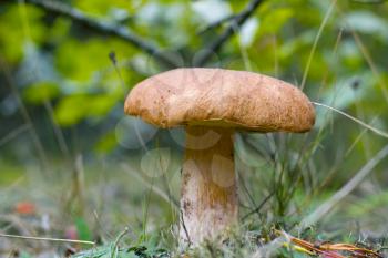 Big boletus grow under oak. Cep mushroom growing in forest. Boletus in wood. Beautiful edible autumn big raw bolete