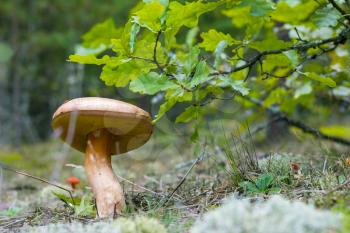 Big boletus grow in under oak tree. Cep mushroom growing in forest. Boletus grows in wood. Beautiful edible autumn big raw bolete