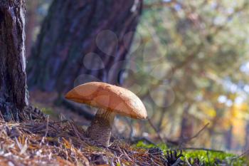 Large mushroom grow in forest. Leccinum growing in wood. Beautiful edible autumn raw bolete