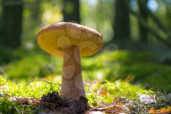 Big cep mushroom grow in sun rays forest moss. Boletus growing in sunny wood. Beautiful edible autumn raw bolete