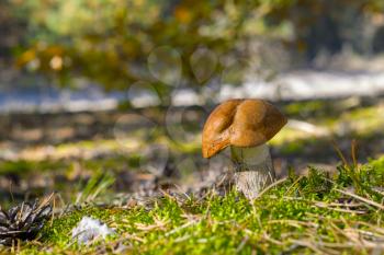 Big mushroom grow in moss. Leccinum growing in sun wood. Edible autumn raw bolete