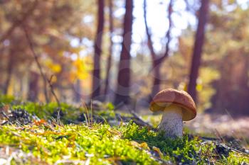 Mushroom grow in sun rays. Leccinum growing in sunny wood. Beautiful edible autumn raw bolete