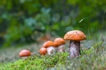 Many leccinum mushrooms growing in forest moss. Orange cap boletus grow in wood. Beautiful edible autumn bolete