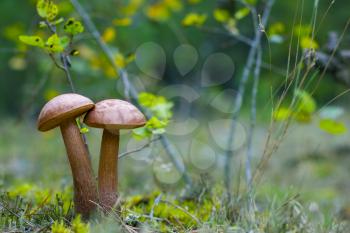 Pair of brown cap mushrooms grows in forest. Leccinum grow in wood. Beautiful edible autumn bolete