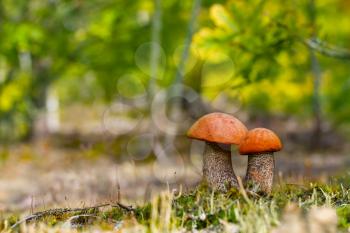 Pair of red cap mushrooms grow in forest moss. Two leccinum growing in wood. Beautiful edible autumn bolete