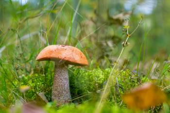 L:eccinum mushroom grow in moss. Orange cap boletus growing in wood. Beautiful edible autumn bolete