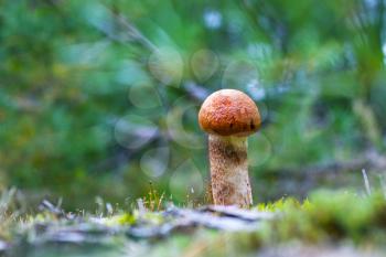 Small leccinum mushroom growing in moss. Orange cap boletus grow in wood. Beautiful edible autumn bolete