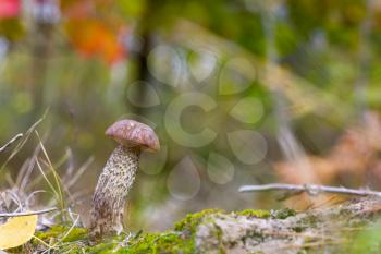 Small brown cap mushroom grows in wood. Leccinum grow in forest. Beautiful edible autumn bolete