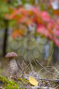 Small brown cap mushroom grows in forest. Leccinum grow in wood. Beautiful edible autumn bolete