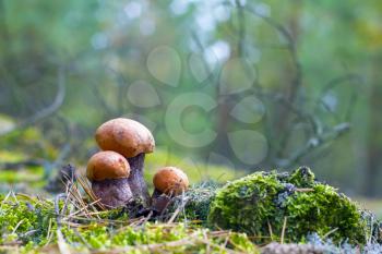 Three small leccinum mushrooms growing in forest moss. Orange cap boletus grow in wood. Beautiful edible autumn bolete