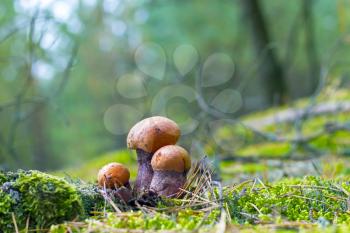 Three small leccinum mushrooms growing in moss. Orange cap boletus grow in forest. Beautiful edible autumn bolete