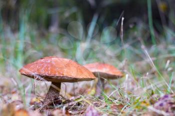 Two big leccinum mushrooms grows in forest grass and foliage. Orange cap boletus grow in wood. Beautiful edible autumn bolete
