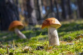 Two big mushrooms grow in sun rays. Leccinum growing in sunny wood. Beautiful edible autumn raw bolete