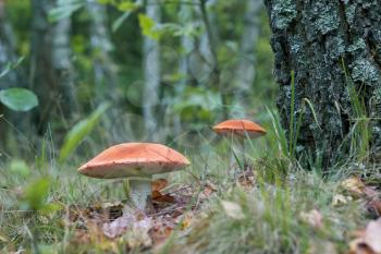 Two big leccinum mushrooms grows near the tree. Orange cap boletus grow in wood. Beautiful edible autumn bolete