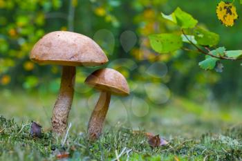 Two brown cap mushrooms grows in forest. Leccinum grow in wood. Beautiful edible autumn bolete