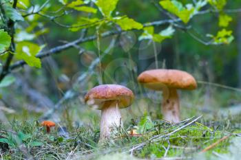 Two boletus grow in oak grove. Ceps mushroom growing in forest. Boletus grows under tree. Beautiful edible autumn big raw bolete