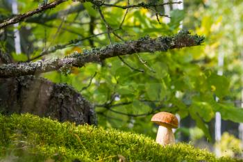 White cep in moss and sunlight. Boletus grow in oak grove. Mushroom growing under tree. Beautiful edible autumn big raw bolete