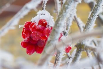 frozen red viburnum on branch. Winter seasonal berries