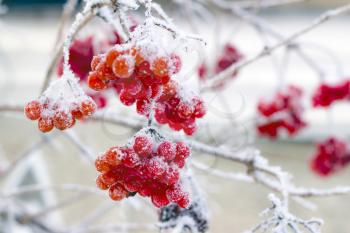 Frozen Cherry viburnum on branches. Winter seasonal berries