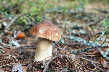 Big edible cep growing in wood. White fresh mushroom grow in forest. Beautiful bolete and vegetarian food