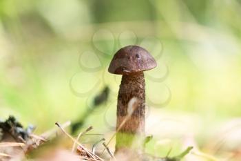 Brown cap boletus close-up growing in wood. Fresh Leccinum mushroom grow in forest. Beautiful little bolete