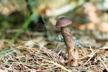 Brown cap boletus close-up growing in wood. Leccinum mushroom grow in needles forest. Beautiful little bolete