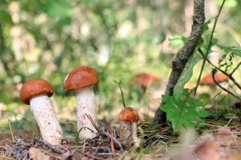 Many orange cap boletus close-up growing in wood. Leccinum mushroom grow in needles forest. Beautiful little bolete