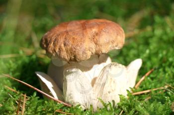 Royal cep growing in sun rays in wood moss. King white fresh mushroom grow in forest. Beautiful bolete with leg shape of the crown or flower