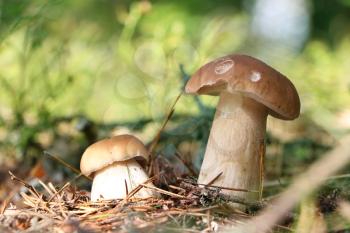 Small and big edible ceps growing in wood. White fresh mushrooms grow in forest. Beautiful bolete and vegetarian food