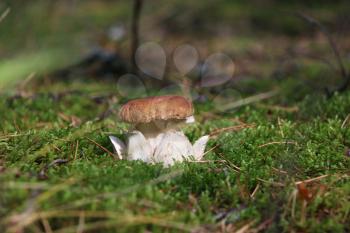 Royal cep growing in wood moss. King white fresh mushroom grow in forest. Beautiful bolete with shape of the crown or flower