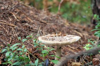 The beautiful inedible mushroom pale toadstool growing in the wood, close-up photo. Death cap grows near an anthill