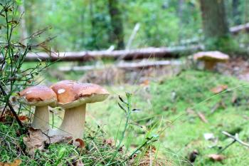 Double edible ceps growing in wood. White fresh mushrooms grow in forest. Beautiful bolete and vegetarian food
