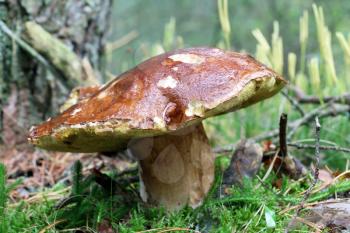Big old boletus growing in moss wood. White mushroom grow in forest. Large cep and vegetarian food