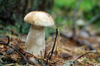 Fresh boletus growing in wood. White small mushroom grow in forest. Beautiful cep and mushrooms rain