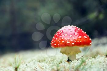 Red agaric amantia mushroom in rain drop grow in wood. Beautiful inedible forest autumn plant