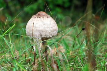 Rozites caperata mushroom grow in grass wood. Beautiful edible forest autumn plant