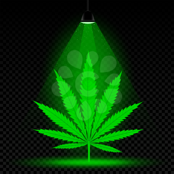 Hemp leaf grows in lamp lights. Dust falls on transparent background. Growing cannabis marijuana plant in the laboratory