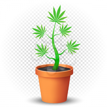 Cannabis grows in the flowerpot with shadow on transparent background. Green hemp narcotic growing illustration