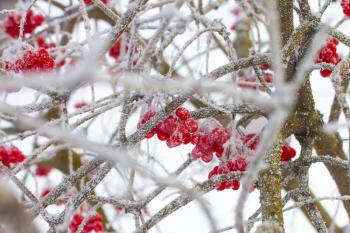 Frozen red viburnum on branches. Winter seasonal berries
