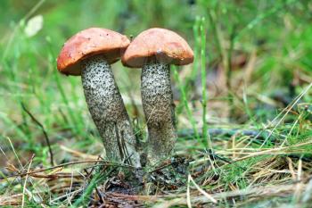 Two orange cap boletus grow in grass wood. Leccinum mushrooms growing in forest. Beautiful edible bolete