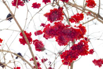 Hanging viburnum bunches. Cold fruits hang on branches. Winter seasonal berries
