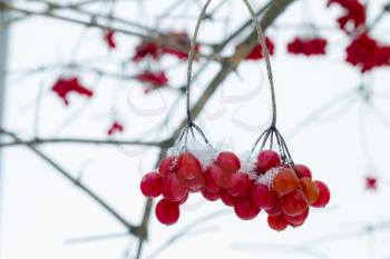 Viburnum fruit hang on frost branches. Winter seasonal berries