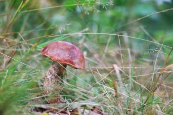 Large orange cap boletus grow in grass wood. Red Leccinum mushroom growing in forest. Beautiful edible bolete