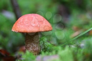 Large orange cap boletus grow in moss wood. Red Leccinum mushroom growing in forest. Beautiful edible bolete