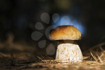 Cep mushroom shining in sun rays, dark forest on background. Boletus grow in darkness wood. Beautiful edible autumn big raw bolete