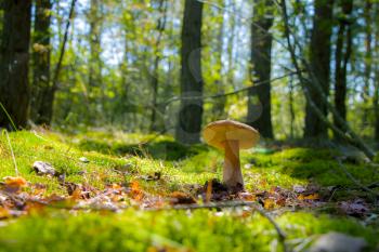Summer cep mushroom growing in sun rays forest. Boletus grow in sunny wood. Beautiful edible autumn big raw bolete