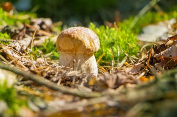 Small cep mushroom grow in sun rays forest moss. Boletus growing in sunny wood. Beautiful edible autumn raw bolete